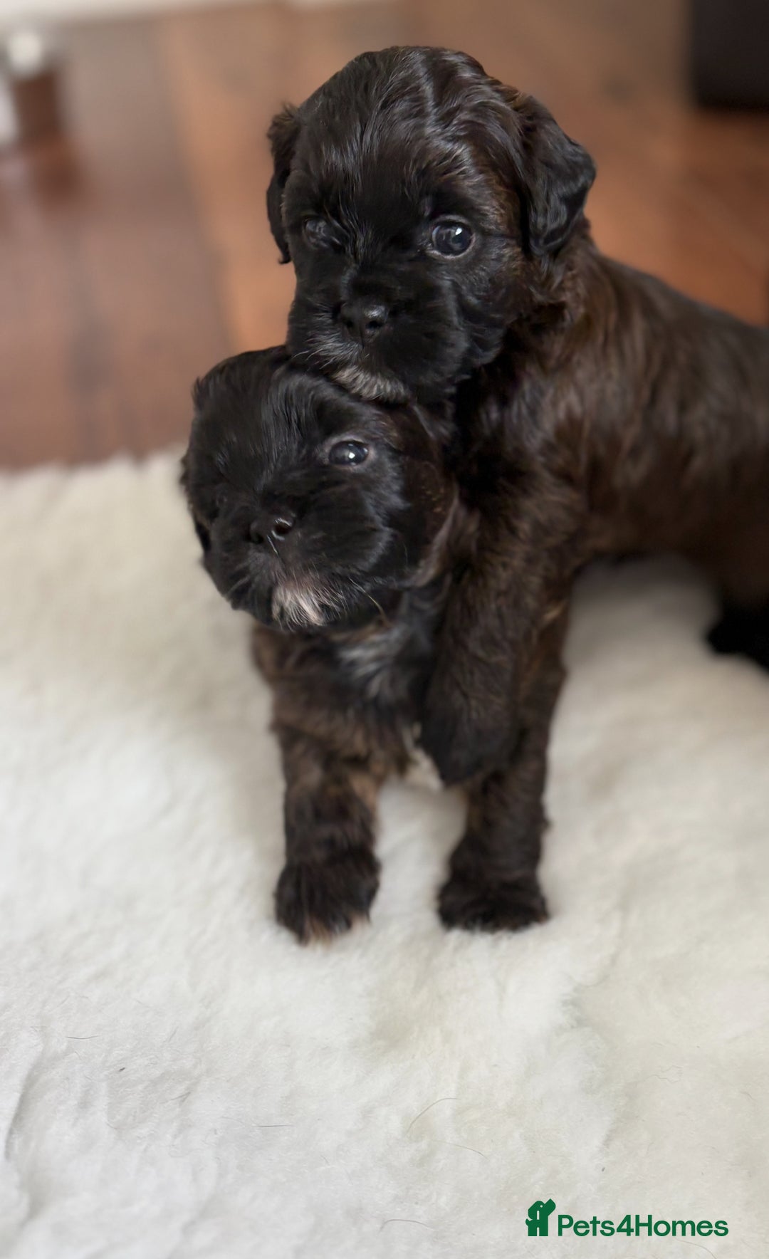Shihpoo dogs for sale: Shipoo Puppies  - Image 3