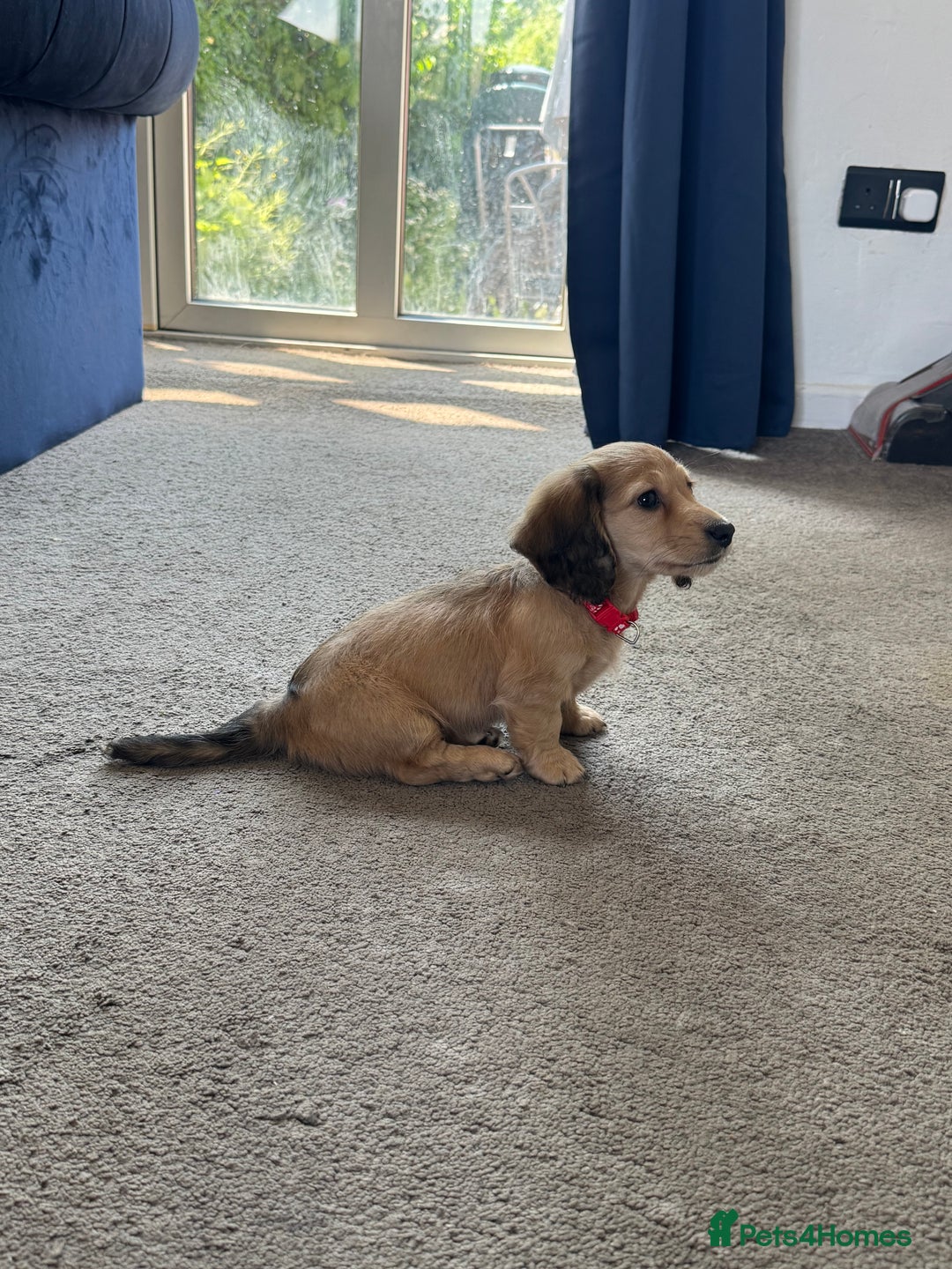 Miniature Dachshund dogs for sale: REDUCED!! Only one long hair miniature girl left!  in Sudbury - Image 11