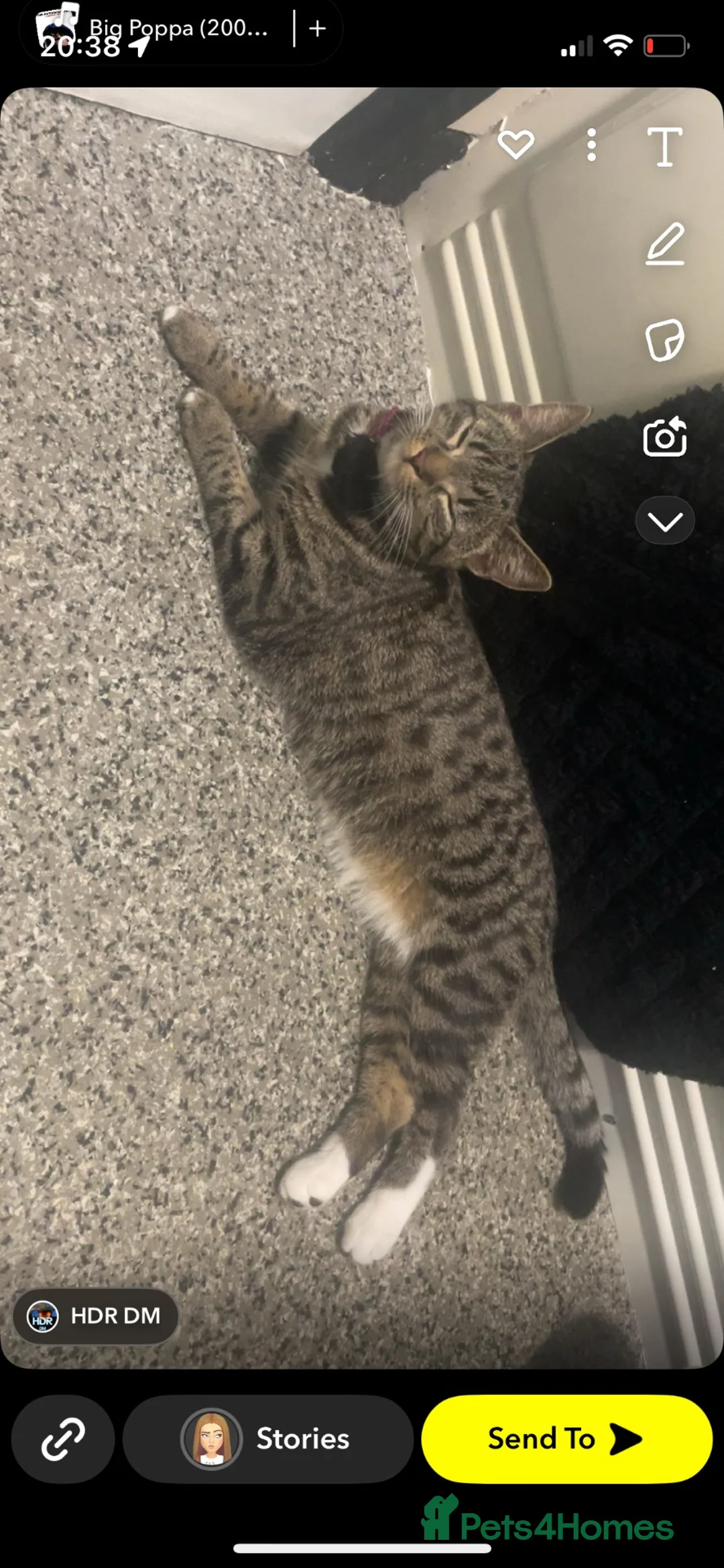 Bengal cats for sale: Half bengal kittens  in Nuneaton - Advert 1
