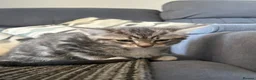Mixed Breed cats for sale: Stunning kittens for sale in Bognor Regis - Advert 9