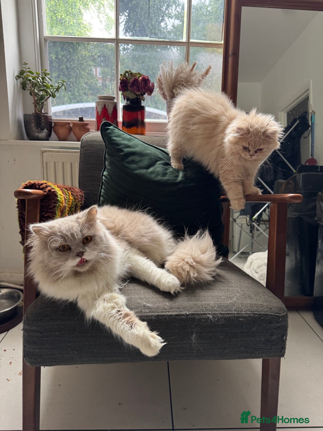 British Shorthair cats for sale: Beautiful litter of British short hair kittens - Image 18