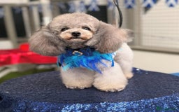 Maltipoo dogs for sale: 🩵Ready Now STUNNING Asian Maltipoo Boy🩵 in Bathgate - Image 2