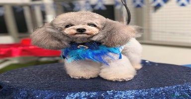 Maltipoo dogs in Bathgate - Advert 14