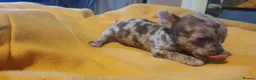 Chihuahua dogs for sale: Stunning chihuahuas  - Advert 16