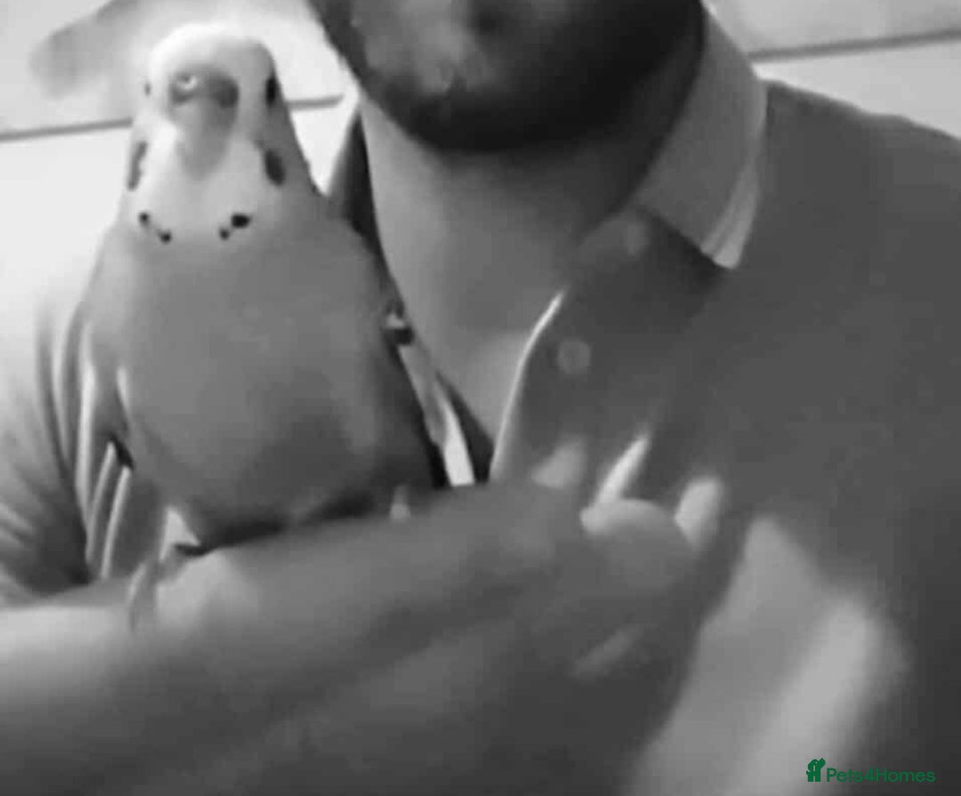 Budgerigars birds for sale: Budgies pair - Image 2