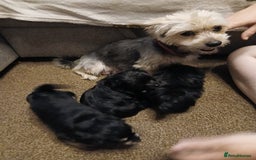 Mixed Breed dogs for sale: Hypoallergenic pups - Image 4