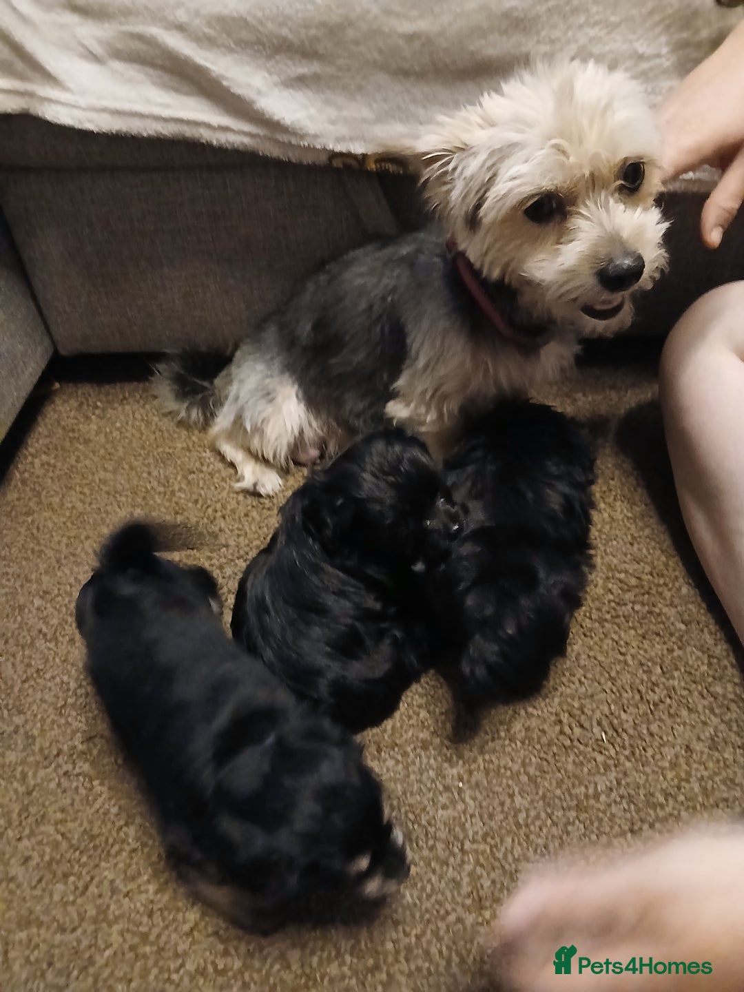 Mixed Breed dogs for sale: Hypoallergenic pups - Image 4