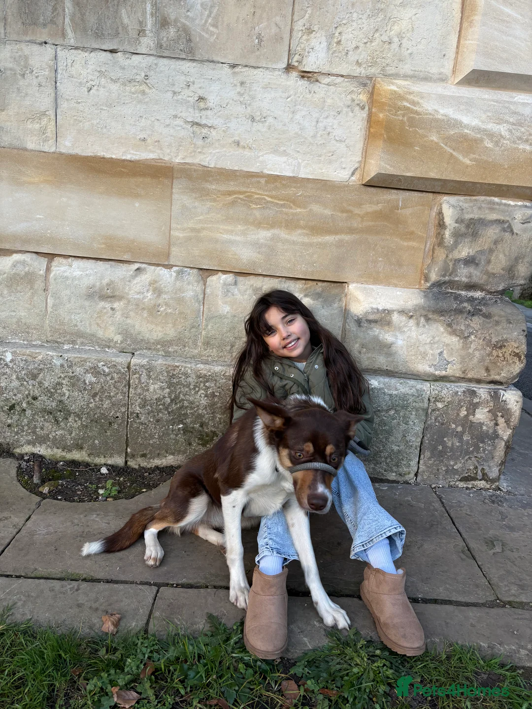 Border Collie dogs for sale: 1 yr old border collie for rehome in Doncaster - Advert 4