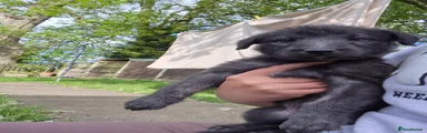 Lurcher Puppy 1