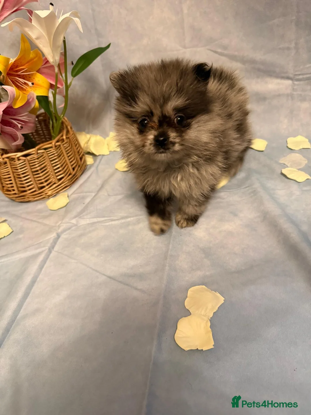 Pomeranian dogs for sale: Pomeranian puppies - Advert 27