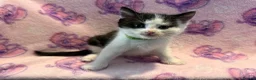 Mixed Breed cats for sale: 3 GORGEOUS KITTENS LEFT READY TOMORROW  - Advert 4