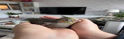 Cockatiels birds for sale: Adorable hand reared cockatiels  in Swindon - Advert 4