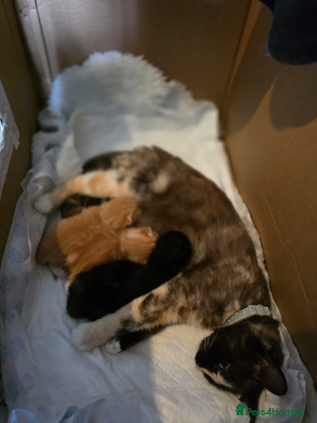 Mixed Breed cats for sale: Siamese blue X short - Advert 7