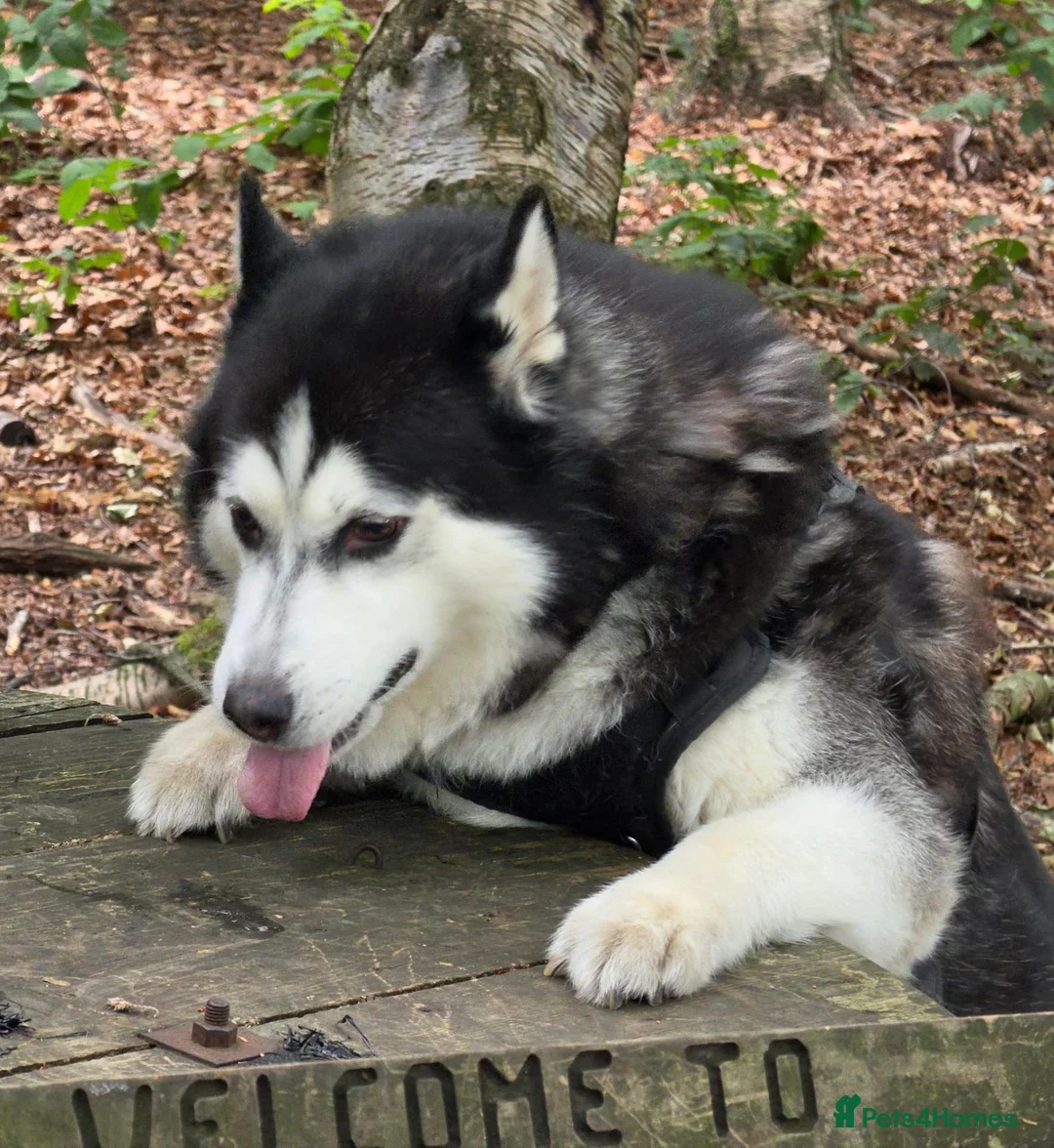 Alaskan Malamute dogs for sale: Hunter in Barnsley - Advert 3