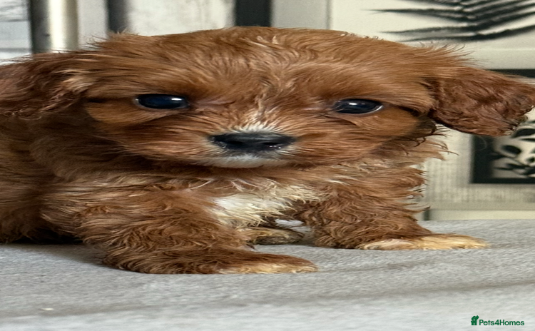 Cavapoo dogs - Advert 12