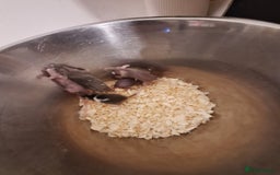Mouse rodents for sale: Fancy pet mice for sale £8 each  - Image 10