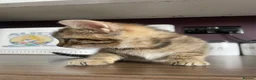 Mixed Breed cats for sale: Tabby kittens for sale in Plymouth - Advert 6