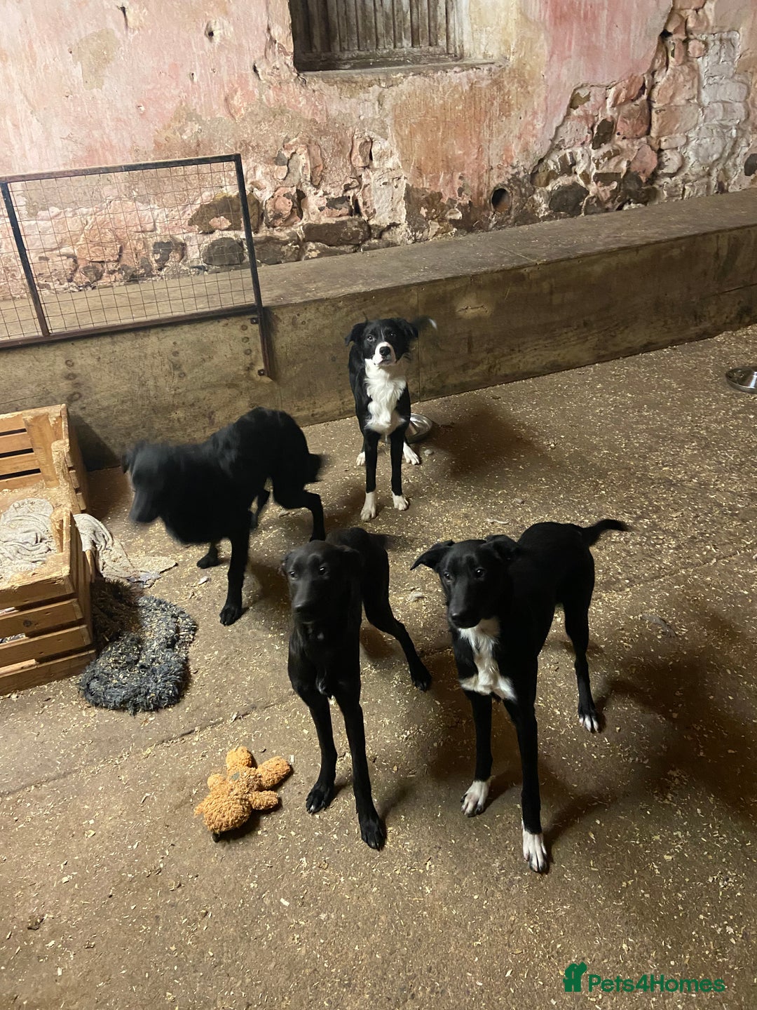 Mixed Breed dogs for sale: Collie x Huntaway pups - Advert 3
