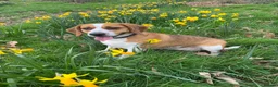 Beagle dogs for sale: Stunning Beagle puppies  - Advert 3