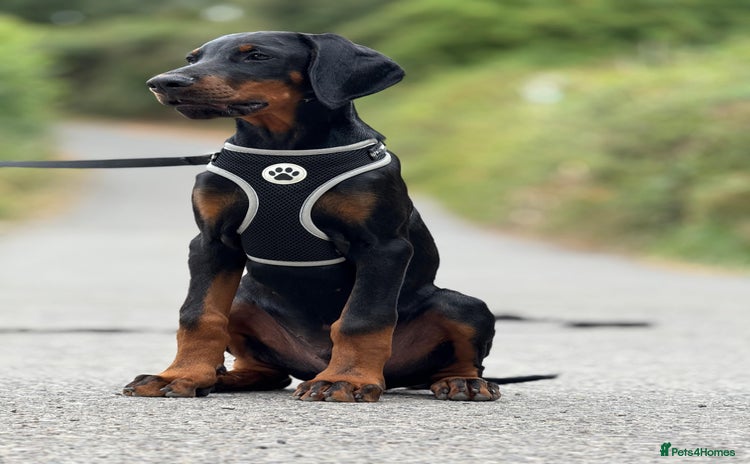 Dobermann dogs - Advert 2