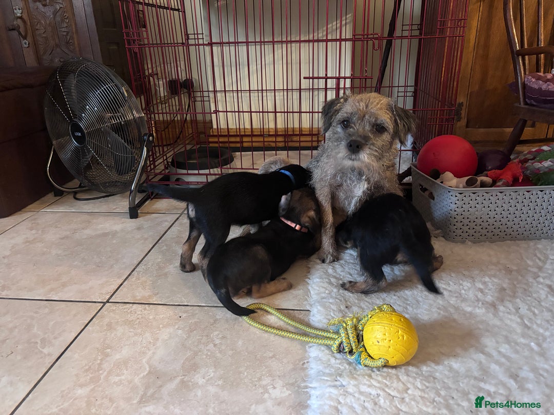 Border Terrier dogs for sale: Adorable Border Terrier Puppies Ready 22 Jan - Advert 5