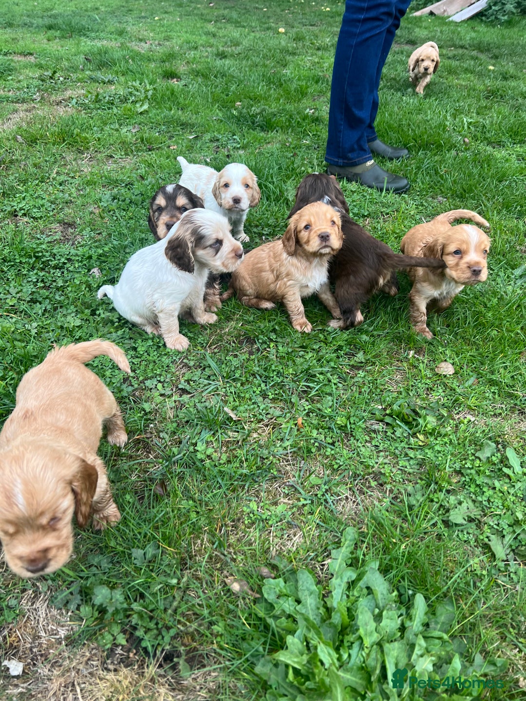 Cocker Spaniel dogs for sale: 🐾Gorgeous Cocker Spaniel Puppies 🐶🐾 - Image 29
