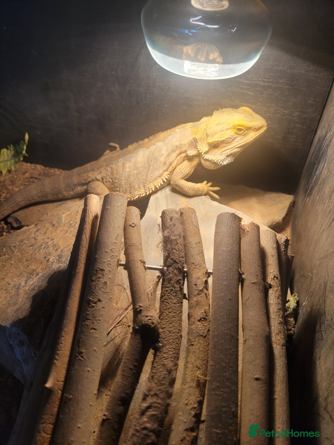 Bearded Dragon reptiles for sale: Bearded dragon boy  - Image 2
