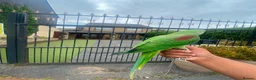 Budgerigars birds for sale: 🦜 Hand-Reared Alexandrine Parrot  in Halifax - Advert 6