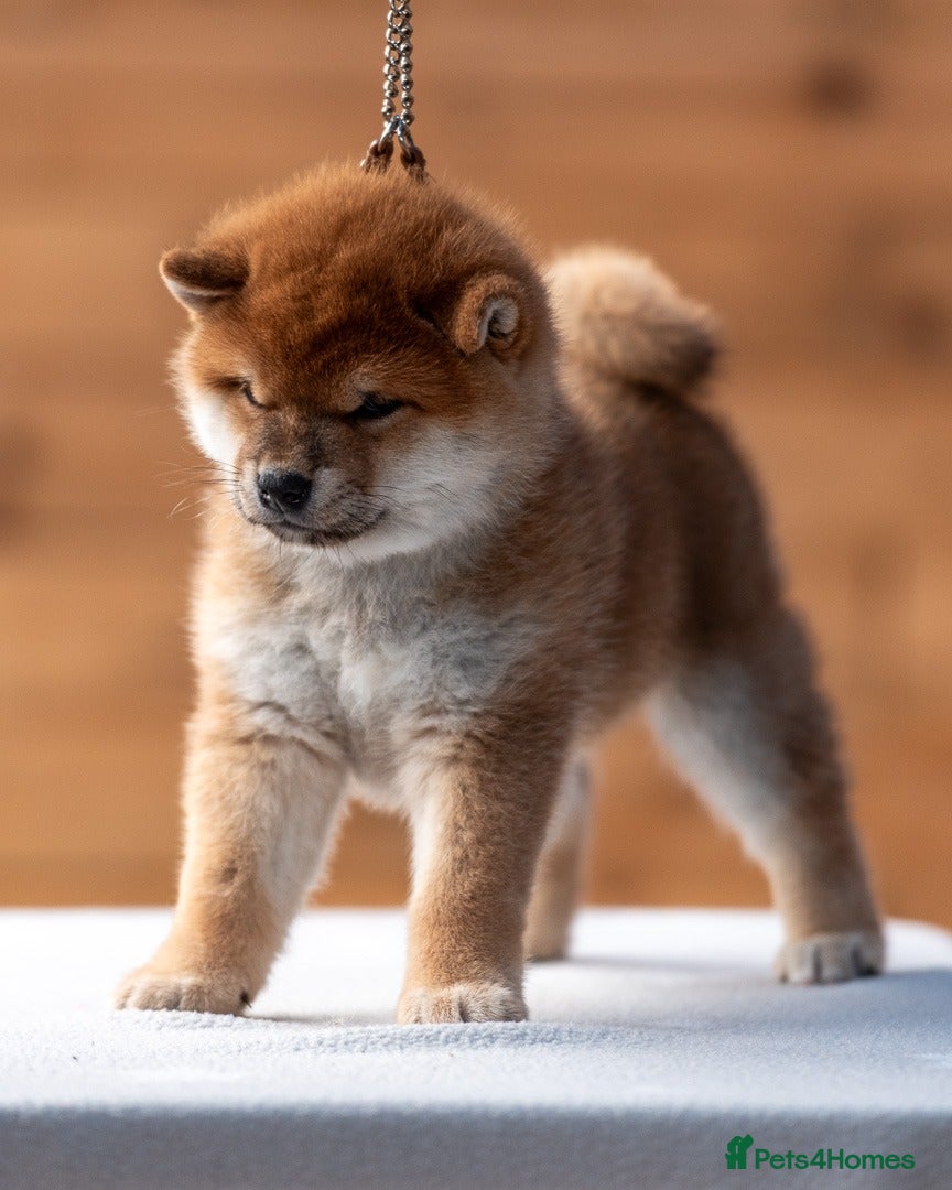 Japanese Shiba Inu dogs 🐾🏵Original Japanese Shiba inu puppies 🏵🐾 - Advert 2