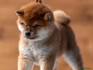 Japanese Shiba Inu dogs 🐾🏵Original Japanese Shiba inu puppies 🏵🐾 - Advert 2