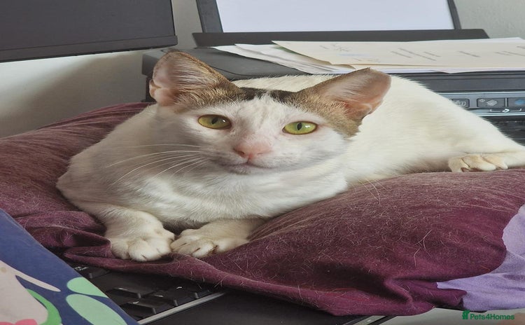 Mixed Breed cats - Advert 4