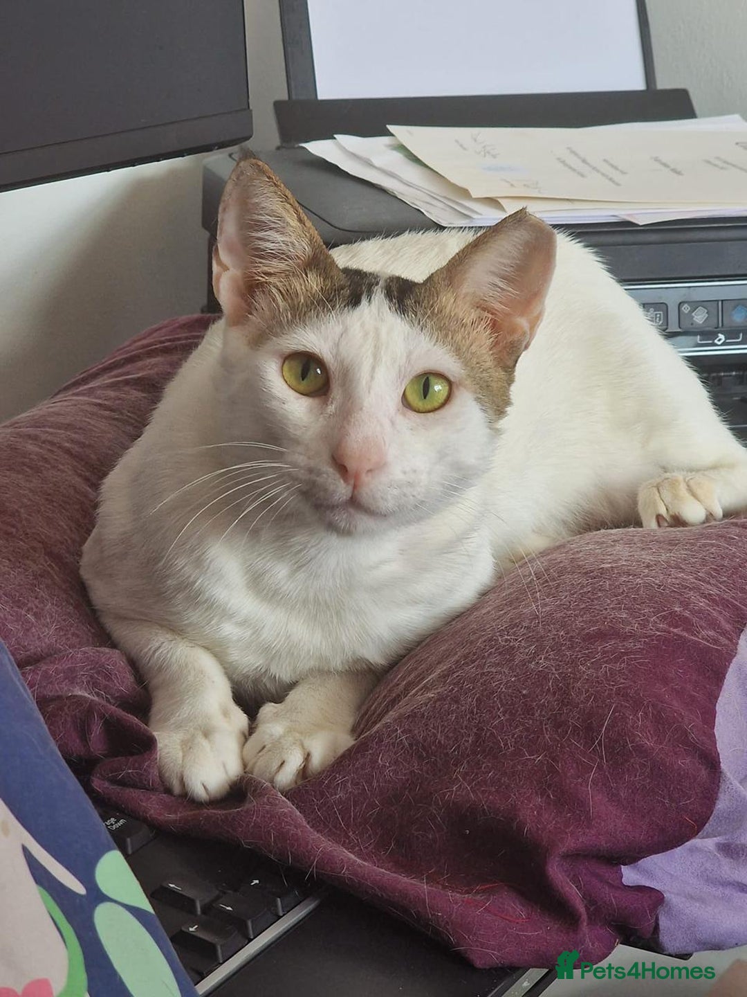Mixed Breed cats for adoption: 3 year old Indoor Cuddle Buddy  - Image 1