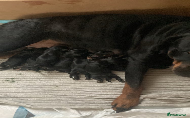 Rottweiler dogs - Advert 8
