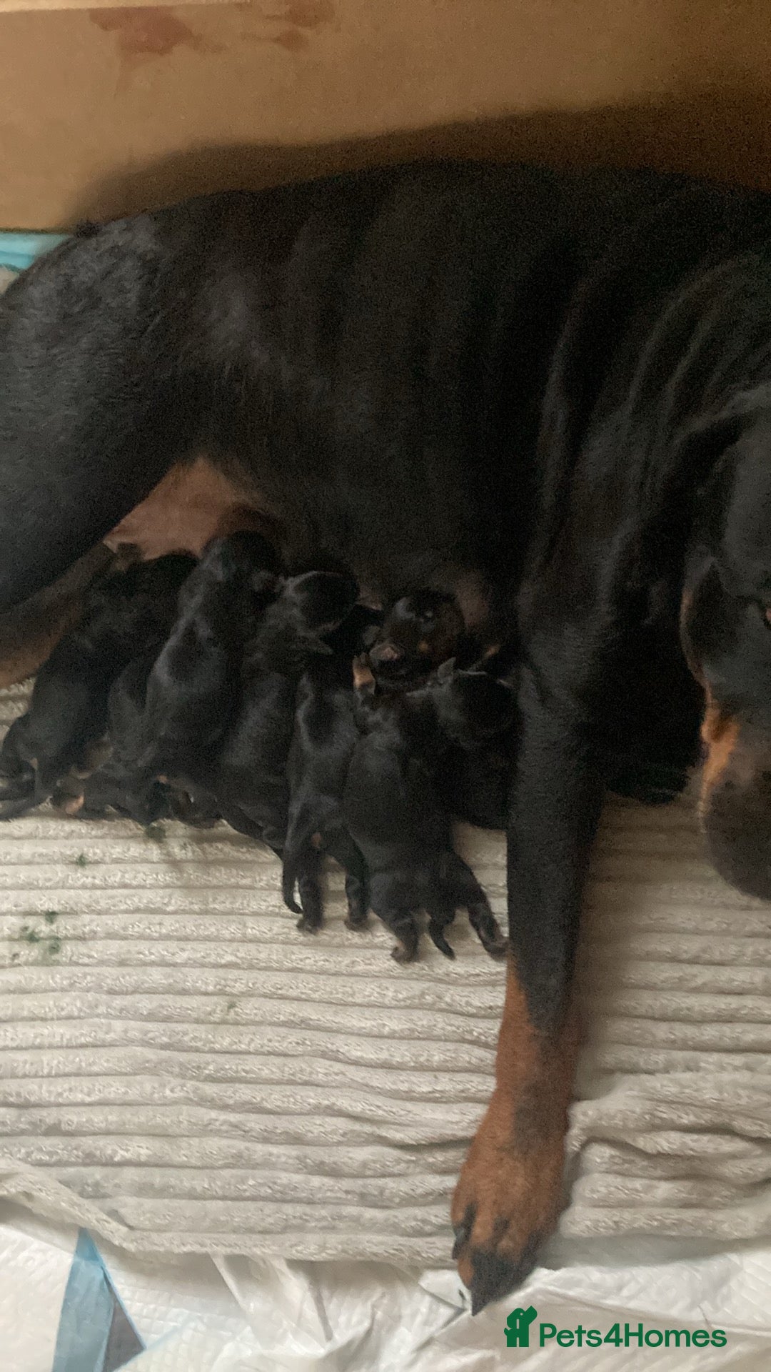 Rottweiler dogs for sale: Rottweiler  - Image 1