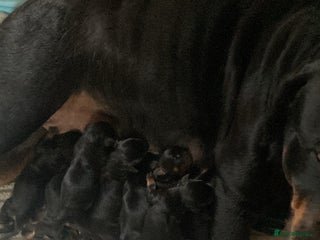 Rottweiler dogs - Advert 4