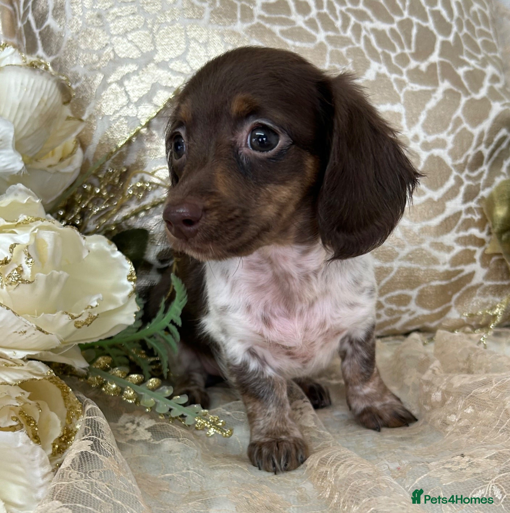 Miniature Dachshund dogs KC Miniature Dachshund Puppies - Advert 2