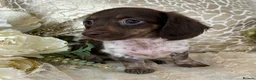 Miniature Dachshund dogs for sale: KC Miniature Dachshund Puppies - Advert 2