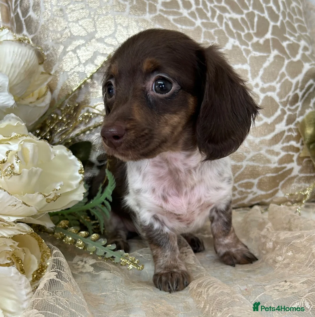 Miniature Dachshund dogs for sale: KC Miniature Dachshund Puppies - Advert 2