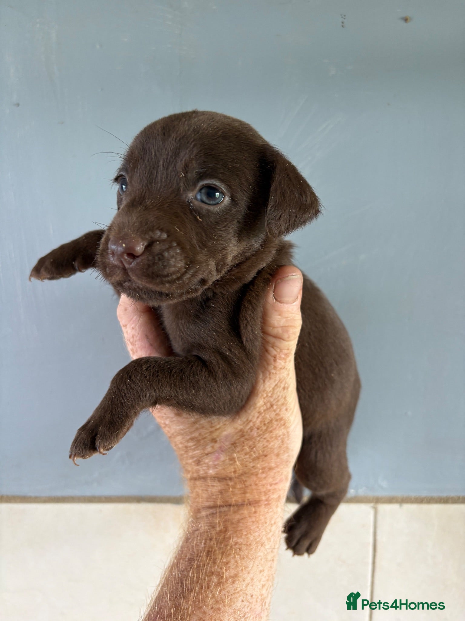 Patterdale Terrier dogs Quality Patterdale Pups Available  - Advert 1