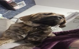 Mixed Breed dogs for sale: 9month old pup called Coco - Advert 2