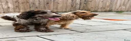 Cocker Spaniel dogs for stud: ♠️Vonrockas Ace of Spades of Arihzans♠️ in Aldershot - Advert 6
