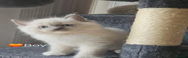 Ragdoll Kitten 🤎Boy
