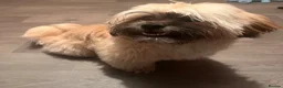 Malshi dogs for sale: Malshi - Advert 1