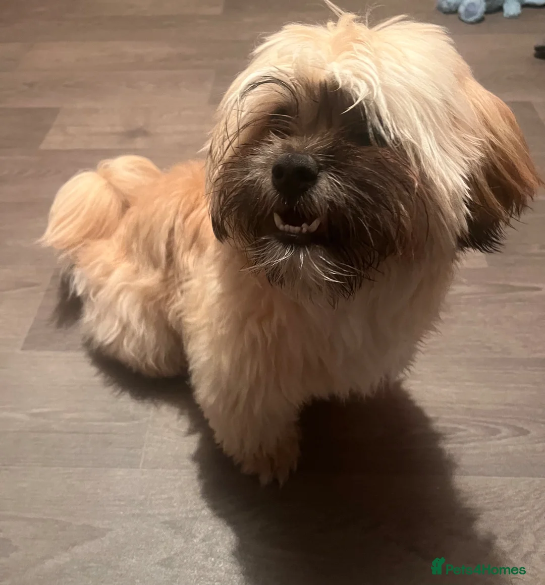 Malshi dogs for sale: Malshi - Advert 1