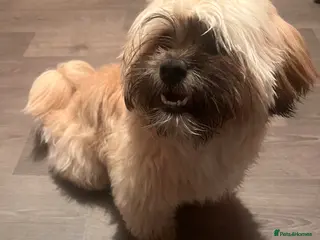 Malshi dogs Malshi - Advert 2