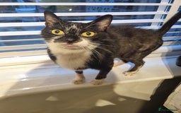 British Shorthair cats for sale: Stanley Needs Rehoming - Image 1