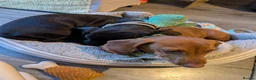 Miniature Dachshund dogs for sale: 2x miniature dachshunds - Advert 16