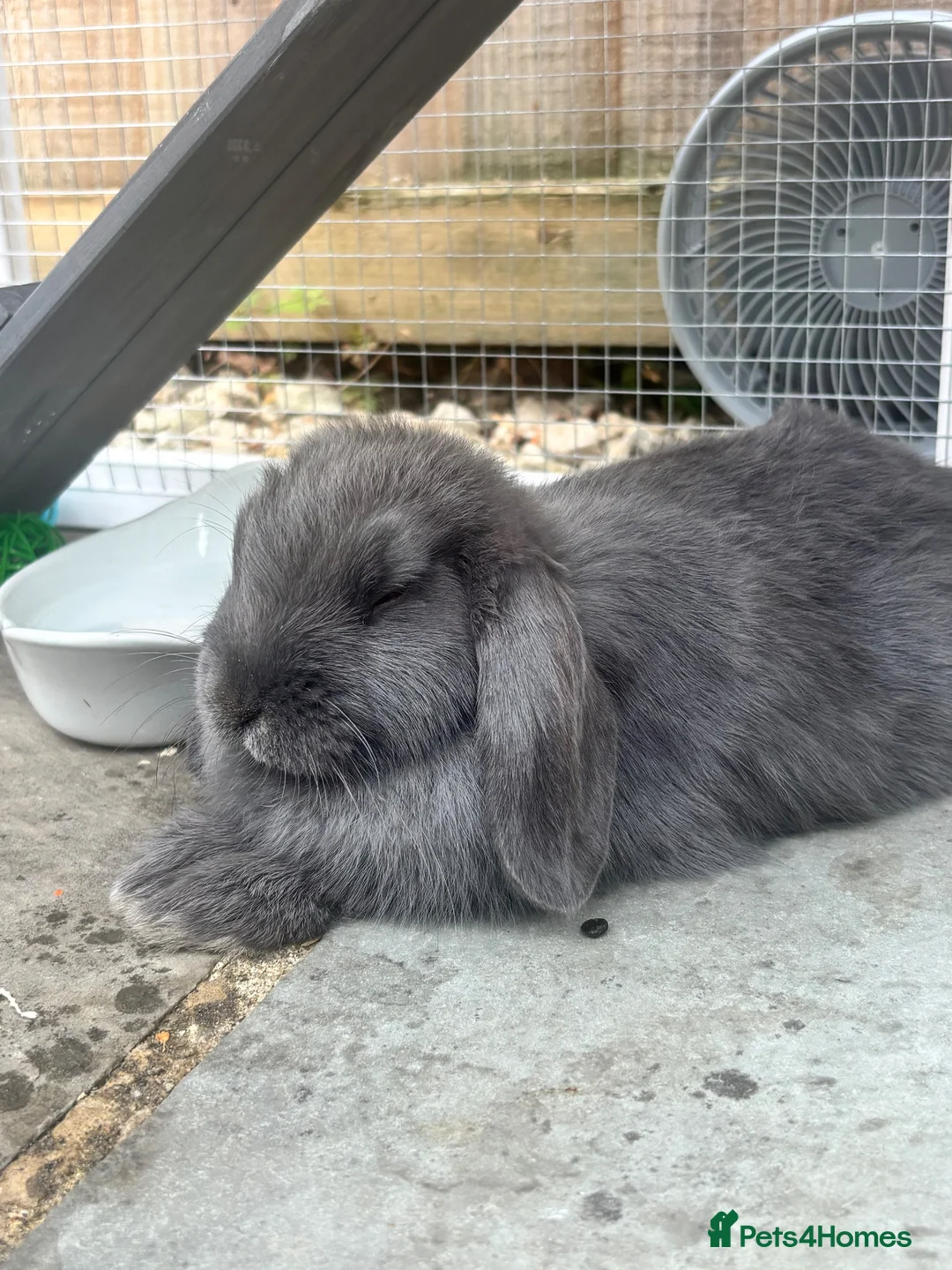 Mini Lop rabbits for sale: Male mini lop 10 weeks old  in Tadcaster - Advert 2
