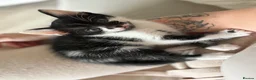 British Shorthair cats for sale: 3 kittens ready for homing  in Wolverhampton - Advert 4