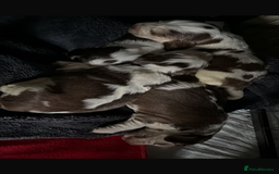 Cocker Spaniel dogs for sale: 🩷Stunning chocolate sable roan show type cocker🩷 - Advert 24